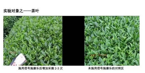 植物疫苗，超敏蛋白，蛋白肥料，蛋白农药，植物免疫蛋白，生物农药，生物肥料，植物抗病蛋白，植物免疫剂，植物免疫诱抗剂，植物病毒病害防治，植物病害防治，植物虫害防治，植物病虫害防治，植物病毒病预防，关注微信公众号：信号施康乐