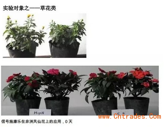 植物疫苗，超敏蛋白，蛋白肥料，蛋白农药，植物免疫蛋白，生物农药，生物肥料，植物抗病蛋白，植物免疫剂，植物免疫诱抗剂，植物病毒病害防治，植物病害防治，植物虫害防治，植物病虫害防治，植物病毒病预防，关注微信公众号：信号施康乐