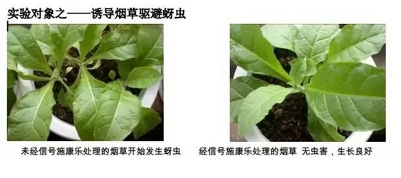 植物疫苗，超敏蛋白，蛋白肥料，蛋白农药，植物免疫蛋白，生物农药，生物肥料，植物抗病蛋白，植物免疫剂，植物免疫诱抗剂，植物病毒病害防治，植物病害防治，植物虫害防治，植物病虫害防治，植物病毒病预防，关注微信公众号：信号施康乐