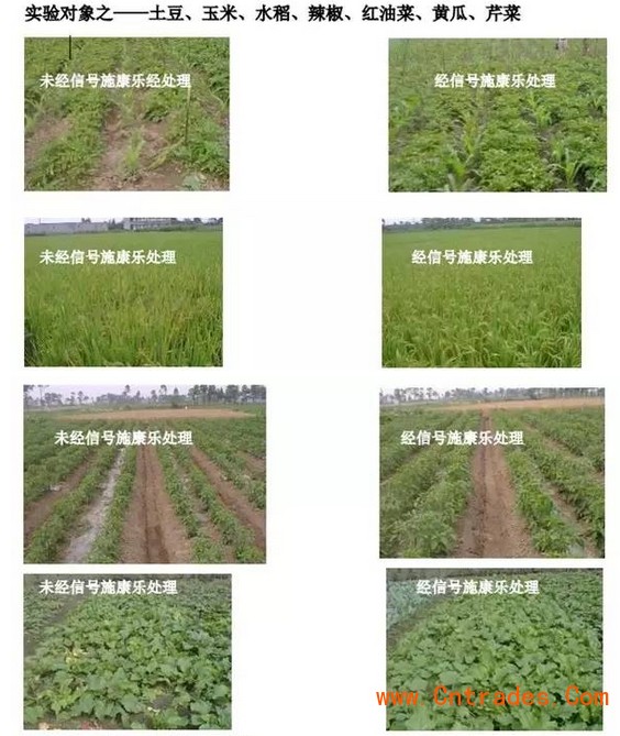 植物疫苗，超敏蛋白，蛋白肥料，蛋白农药，植物免疫蛋白，生物农药，生物肥料，植物抗病蛋白，植物免疫剂，植物免疫诱抗剂，植物病毒病害防治，植物病害防治，植物虫害防治，植物病虫害防治，植物病毒病预防，关注微信公众号：信号施康乐